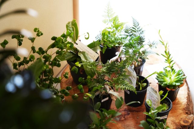 インドアグリーンを販売。その場で植え替えができるサービスも検討中