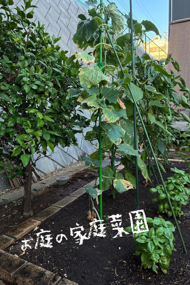 季節の野菜を育てている家庭菜園
