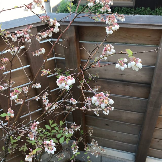 ブルーベリーの花