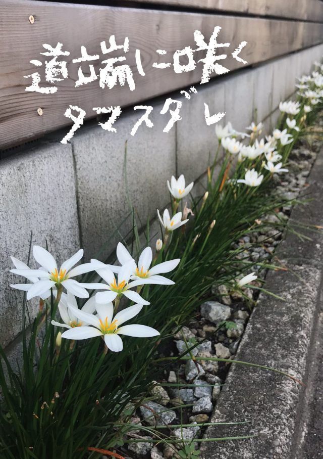 道端に咲くタマスダレ