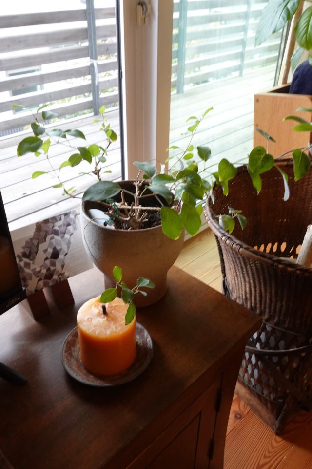 AIBAグリーン企画の陶鉢が植物空間に馴染みます