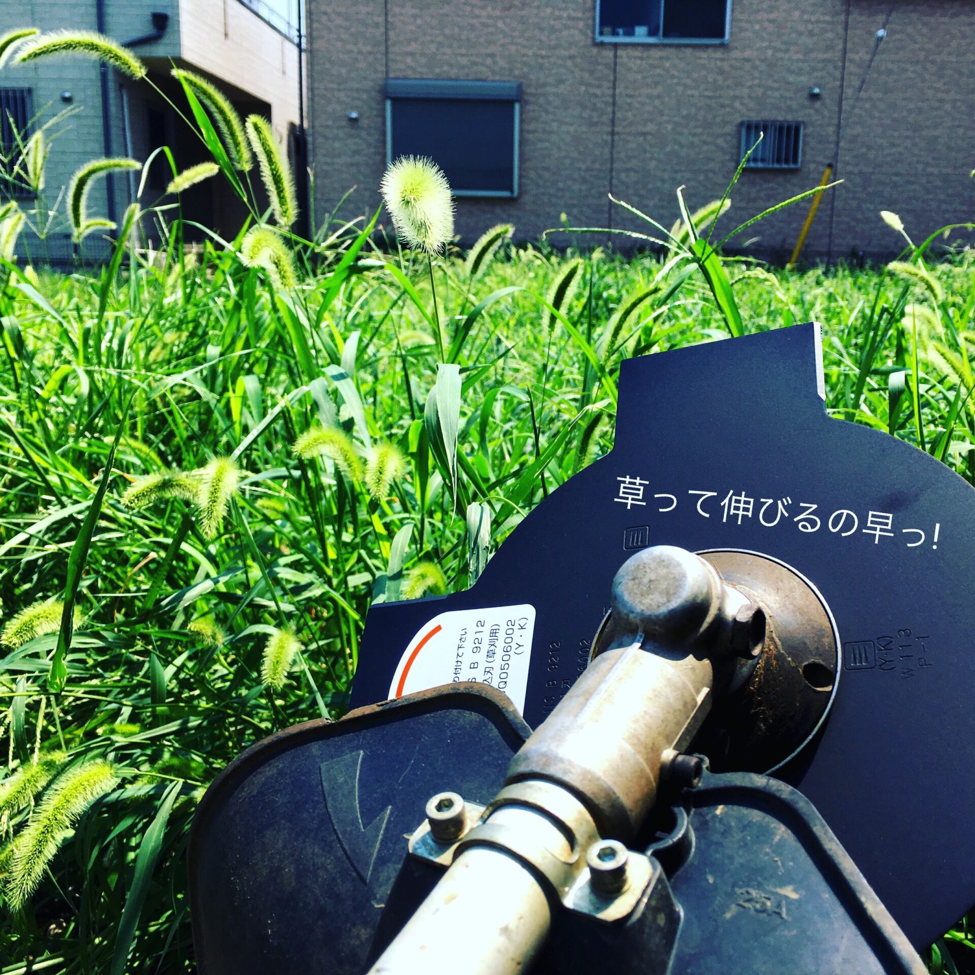 自分たちで草を刈る