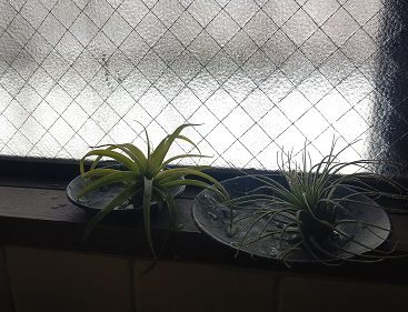 ゆっくり育ててます。