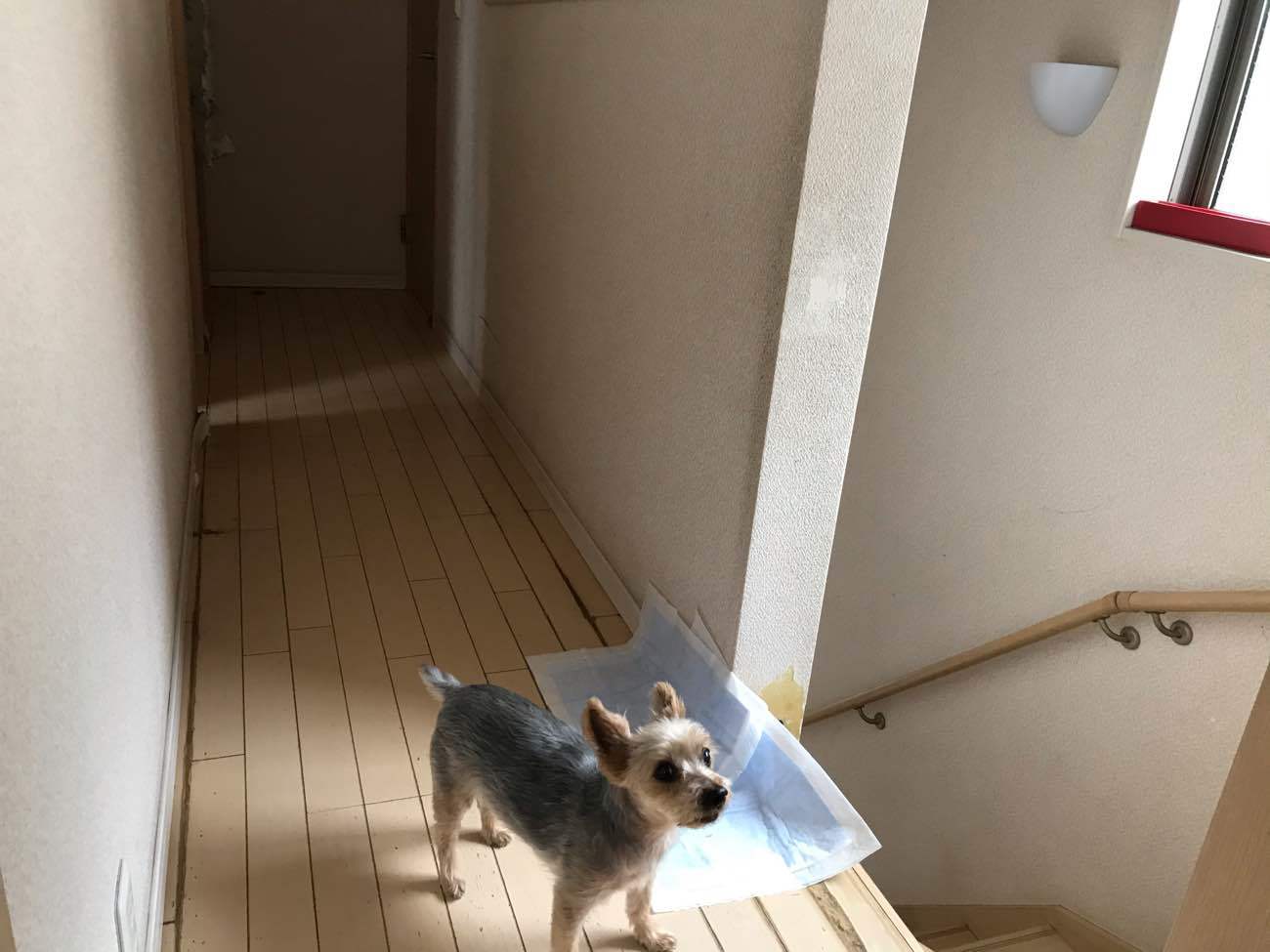 犬や猫と暮らすお家プチリフォーム