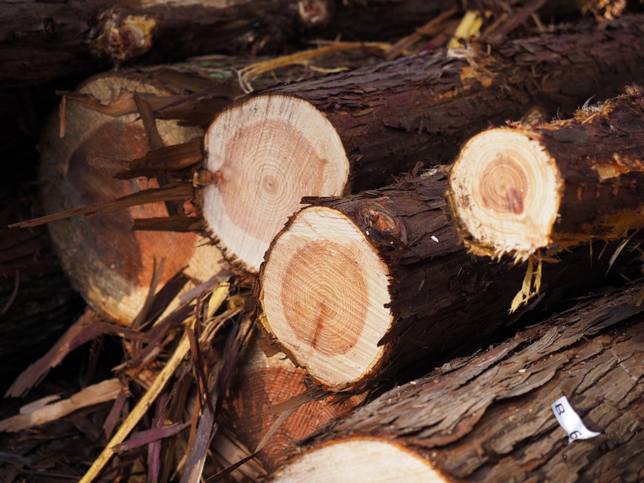 ウッドショックについて