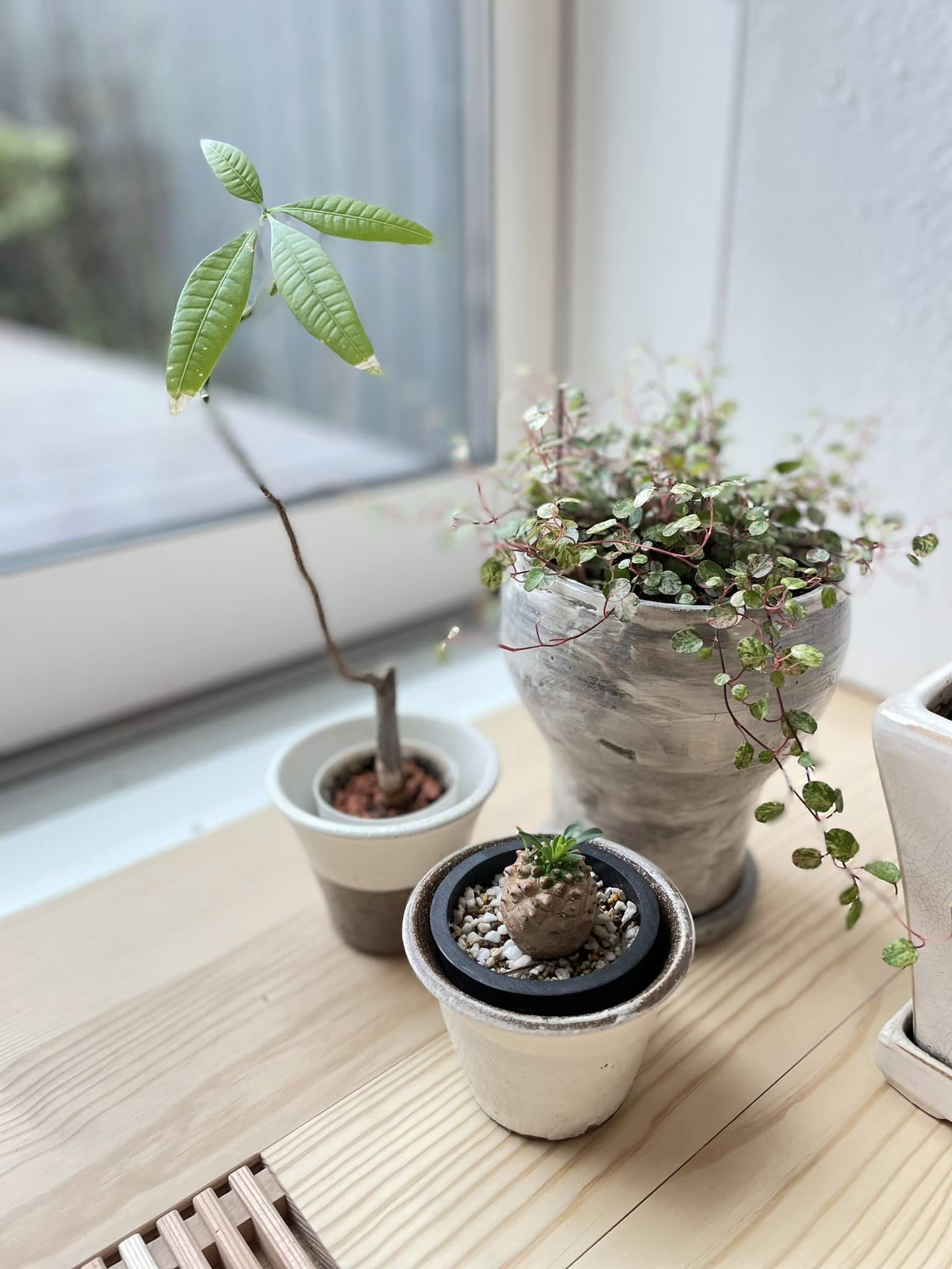 a-sokoで開催された「鉢と緑」で素敵なグリーンと鉢をゲット！