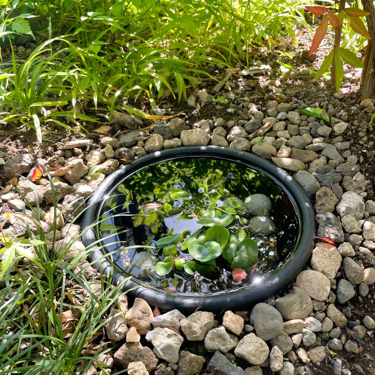 自宅の庭でビオトープづくり（続編）｜いとう家の住宅