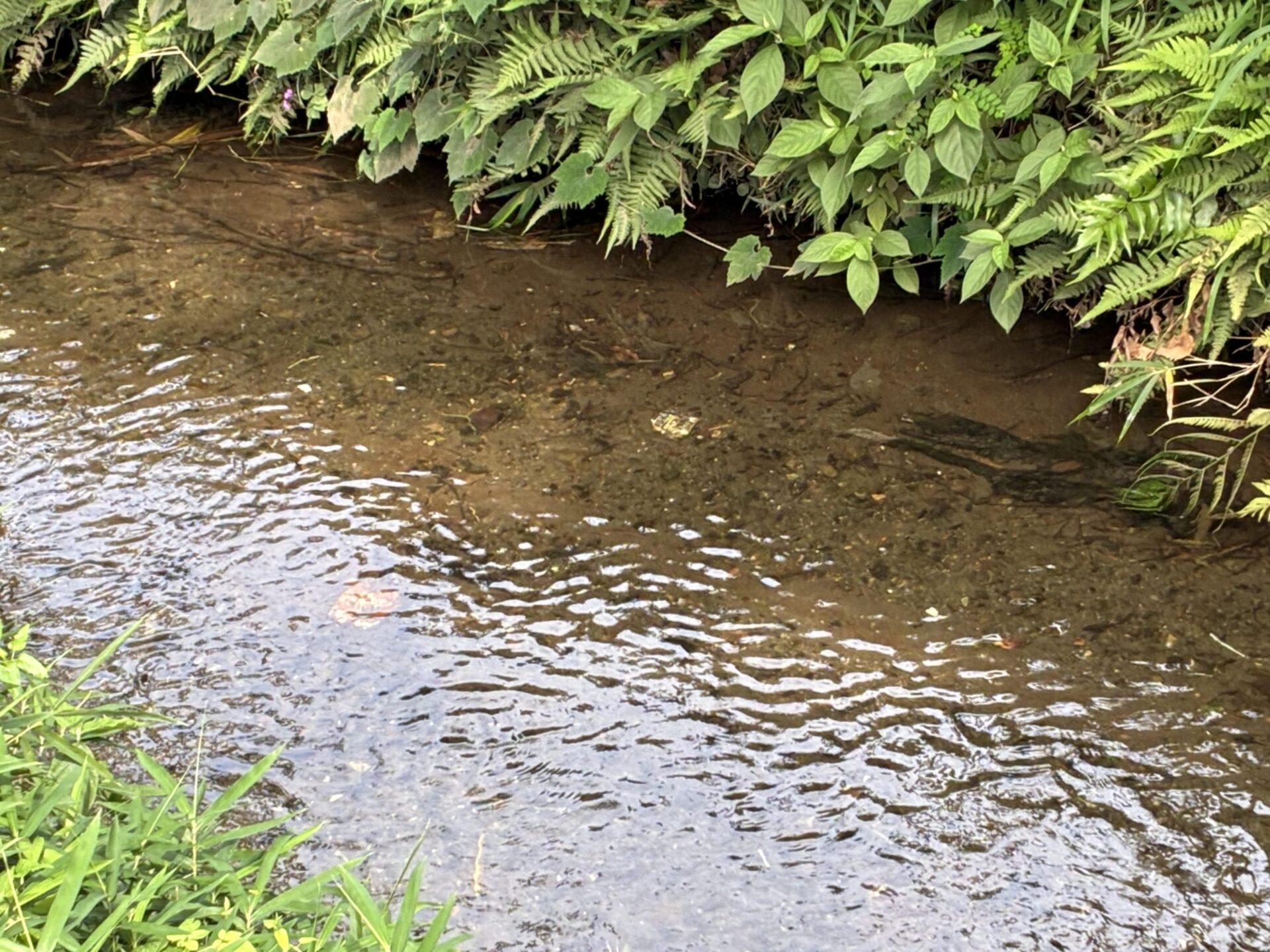 緊張の夏、あいばの夏。不動産セミナーのご案内♪