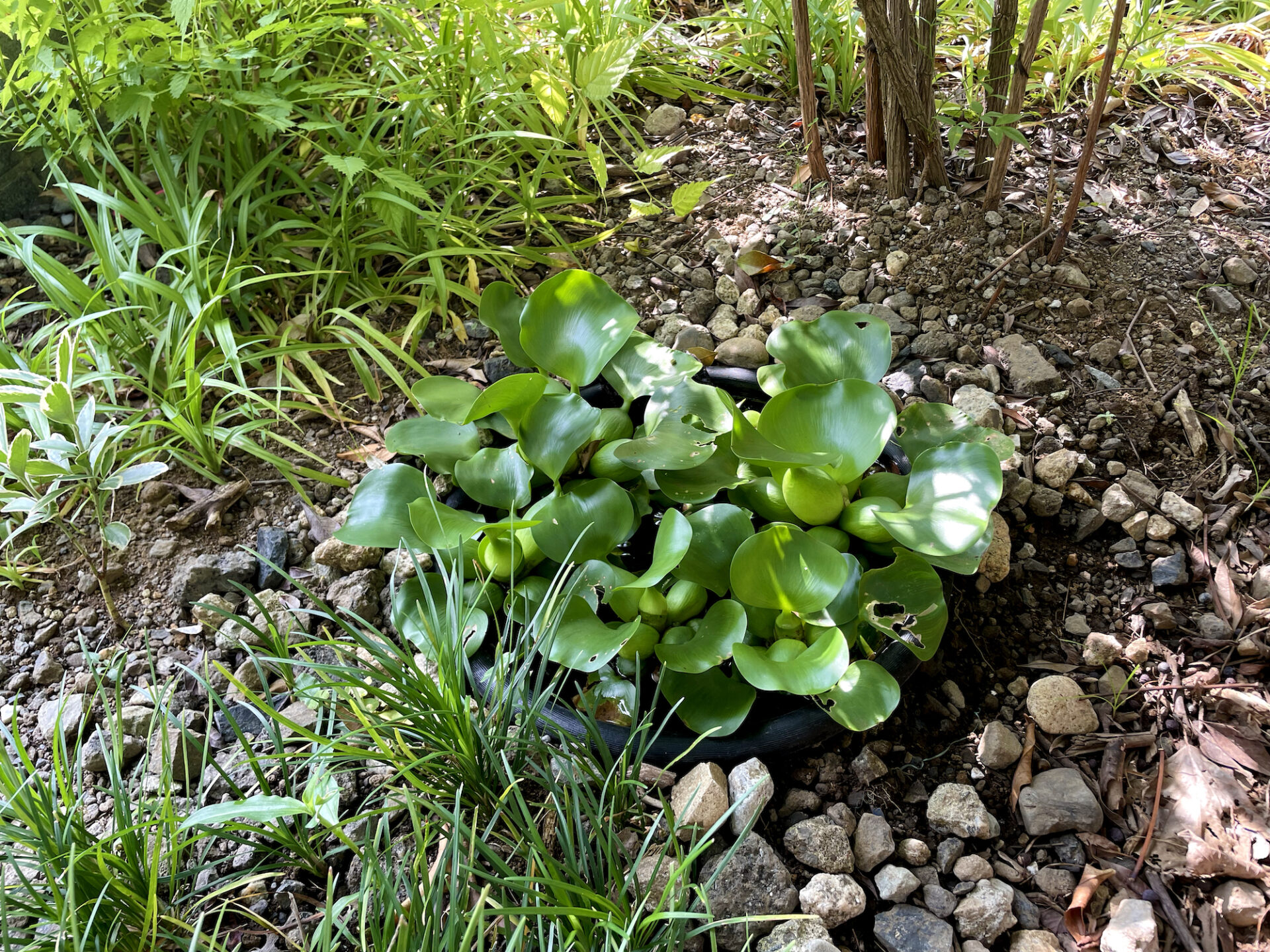 自宅の庭でビオトープづくり（その後）｜いとう家の住宅