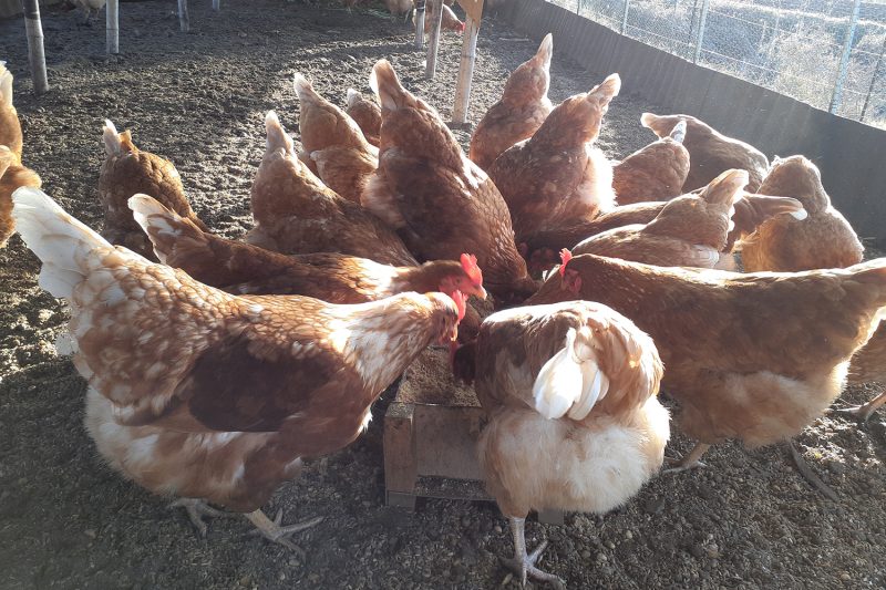 こみっこ農夢の平飼い鶏たち