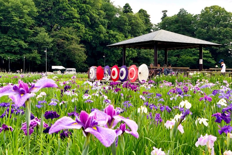 毎年6月に約600種類8千株10万本の花菖蒲が開花する「北山公園」（自転車で約10分）