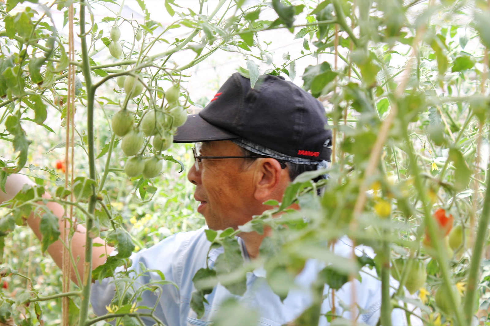 東村山市野口町「鈴木農園」さん