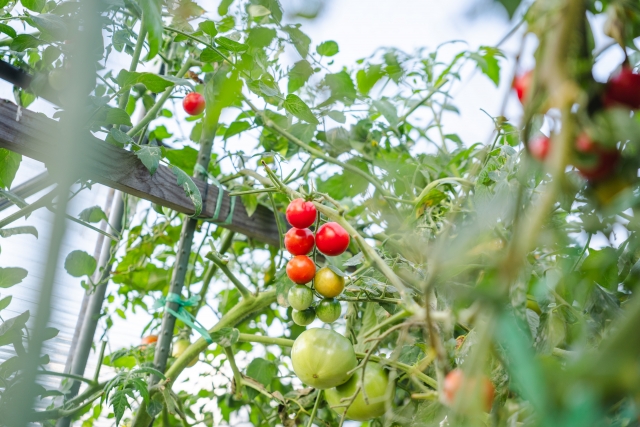時期により苗の種類が変わります。当日お楽しみください。
