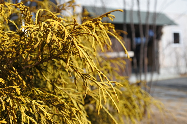 フィリフェラオーレラ