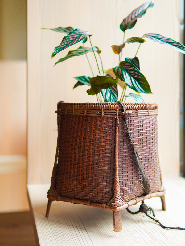 植物も籠も、室内に飾るのにちょうどいいサイズを多く取り揃えました