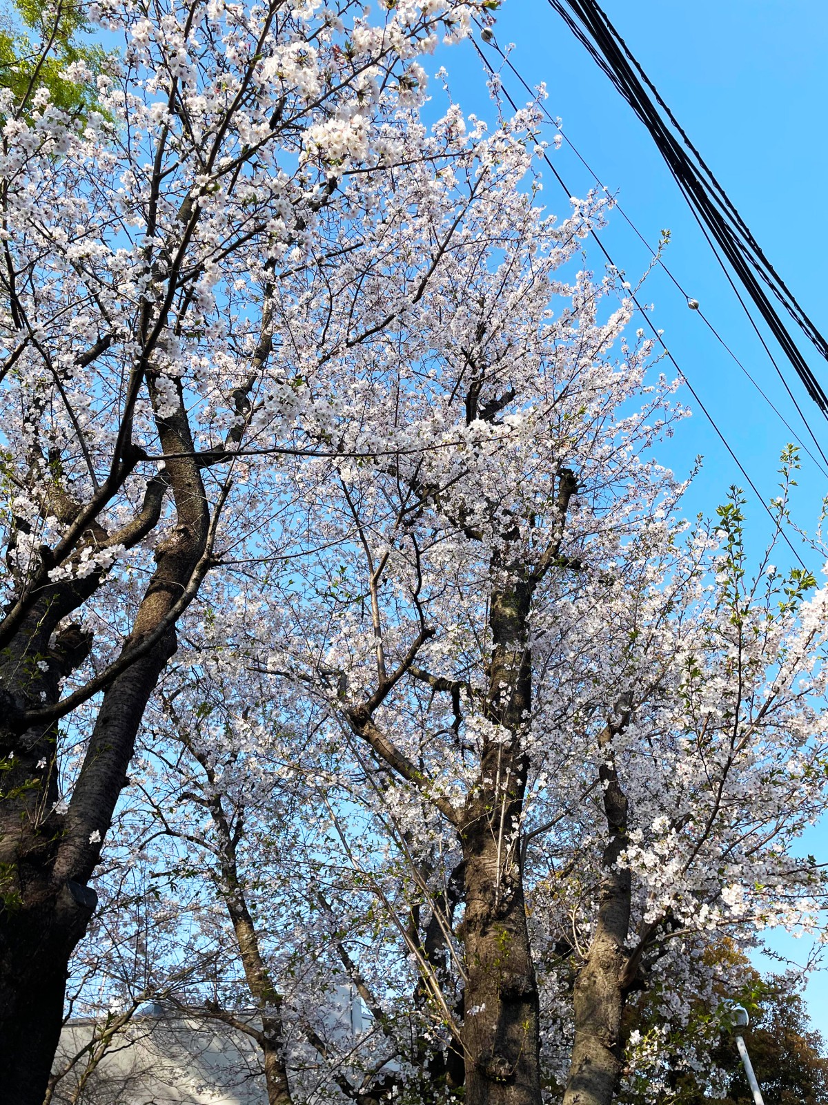 近隣の桜が満開です(4/7撮影)