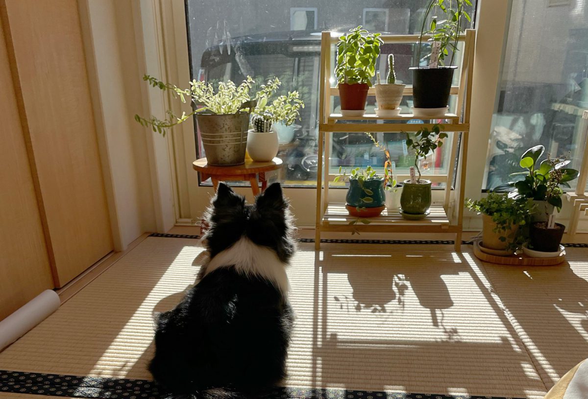 実家で育てている観葉植物と、愛犬の藤丸