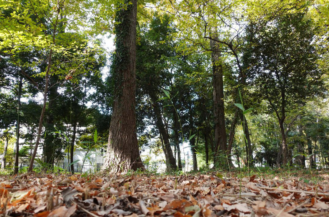 保全地域の森に囲まれた敷地
