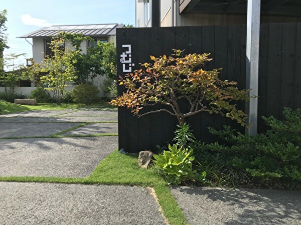 手前の鮮やかな緑色の葉が「ヤツデ」