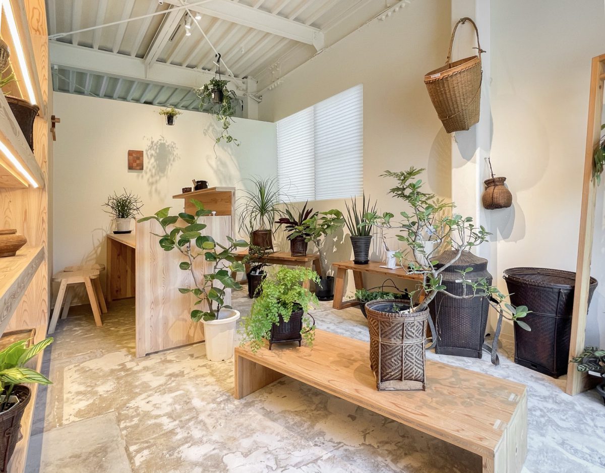 珍しい種類、面白い枝ぶりの植物も揃いました。籠との相性も◎