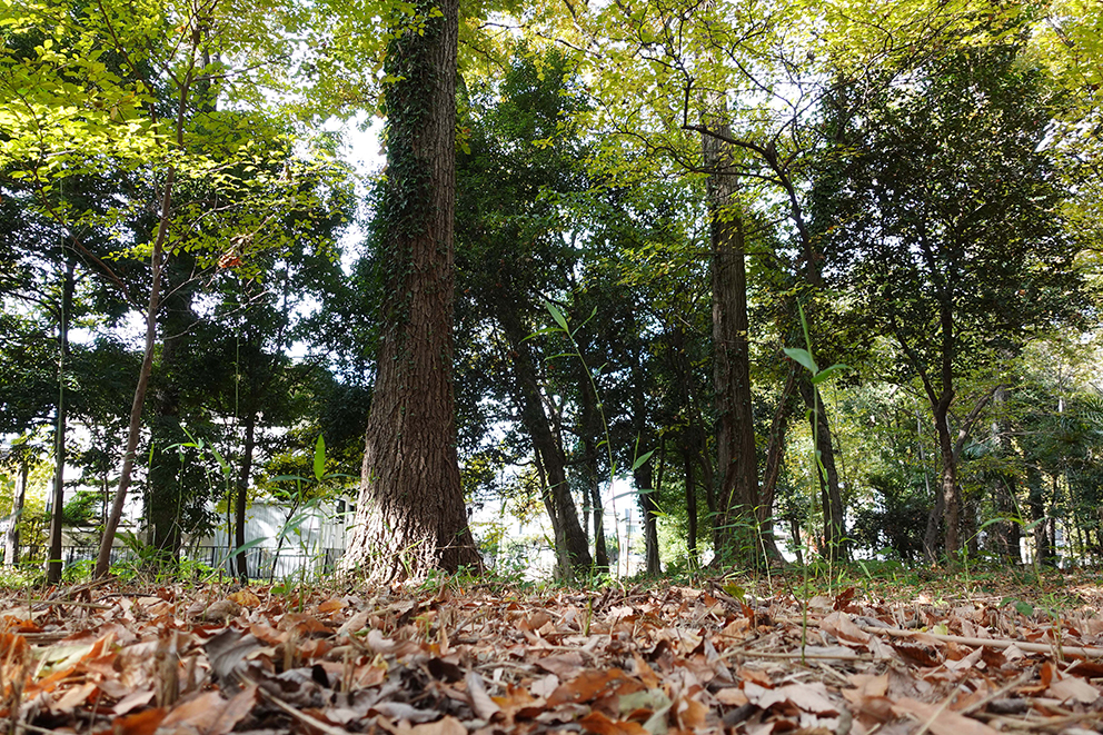 緑豊かな環境が魅力です