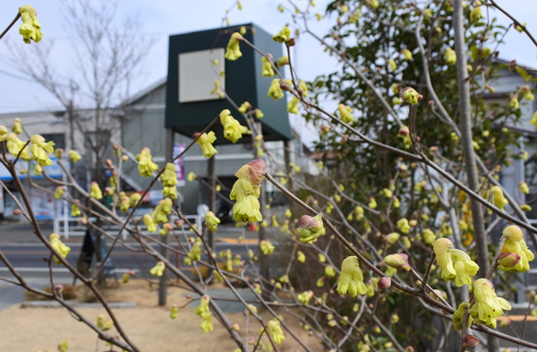 トサミヅキとヒョウガミヅキ