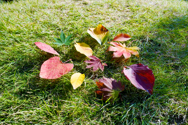 秋の紅葉イメージ