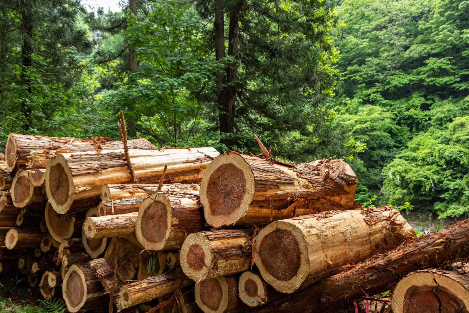 ウッドショックについて