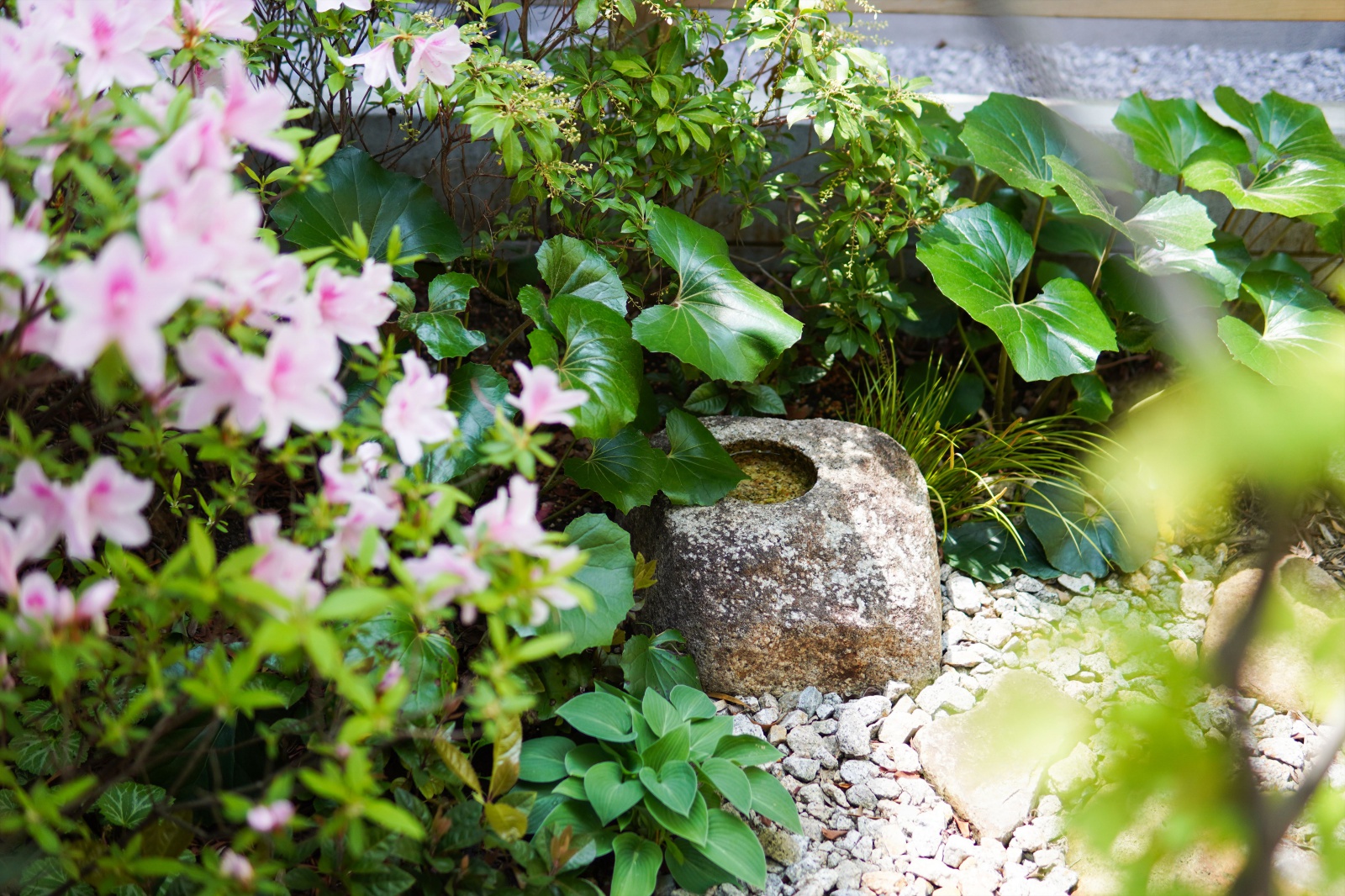 リビングにゆとりをもたらす広い坪庭