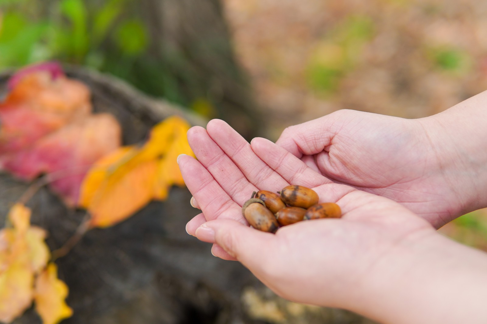 新規分譲地「あおばの森」の販売を開始しました！