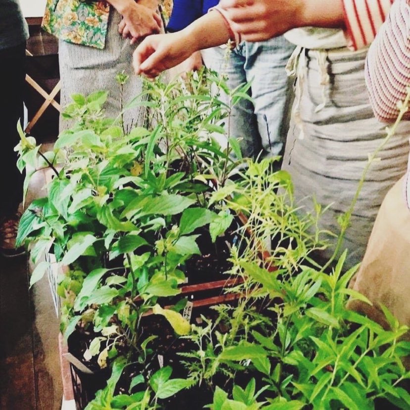 育てやすいキッチンハーブのご紹介/有機肥料・自然農薬(病害虫)について/収穫と保存　についての楽しいお話を聞くことができます。