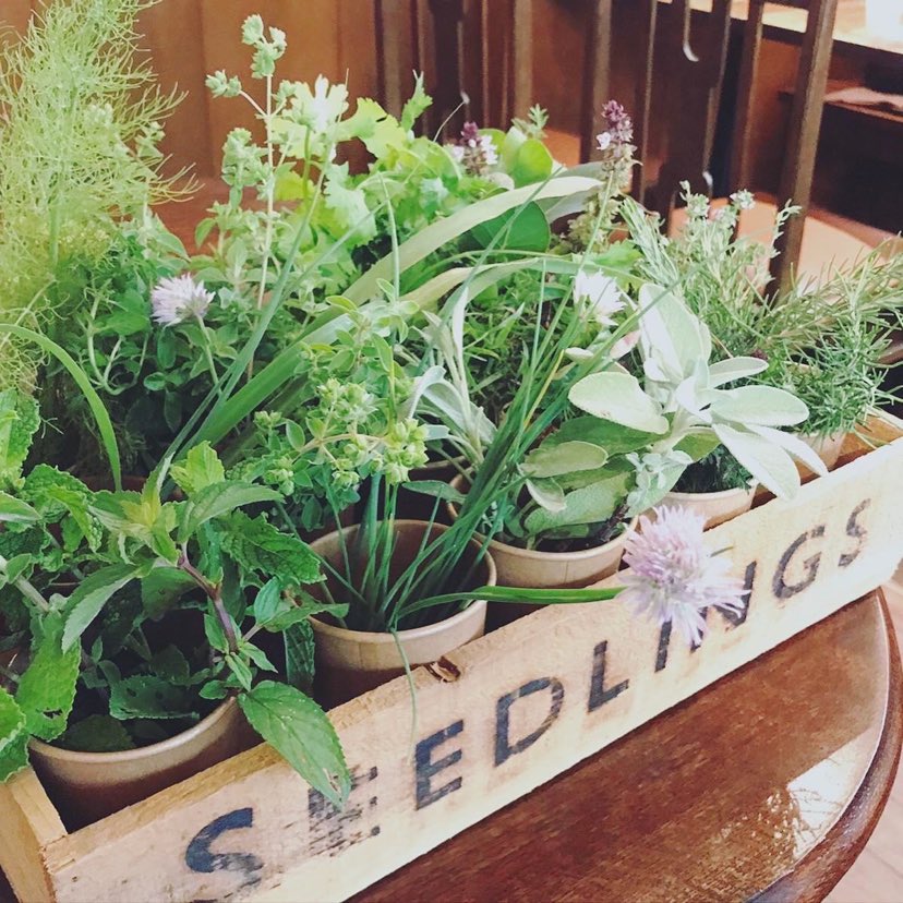 できるだけ丈夫で育てやすい苗をセレクト