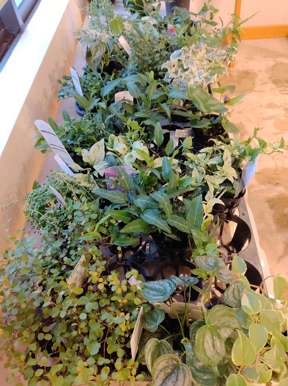 色や形も様々な10種類ほどの植物をご用意しています