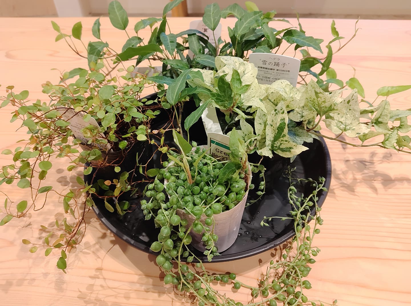 お気に入りの植物を選んでくださいね！