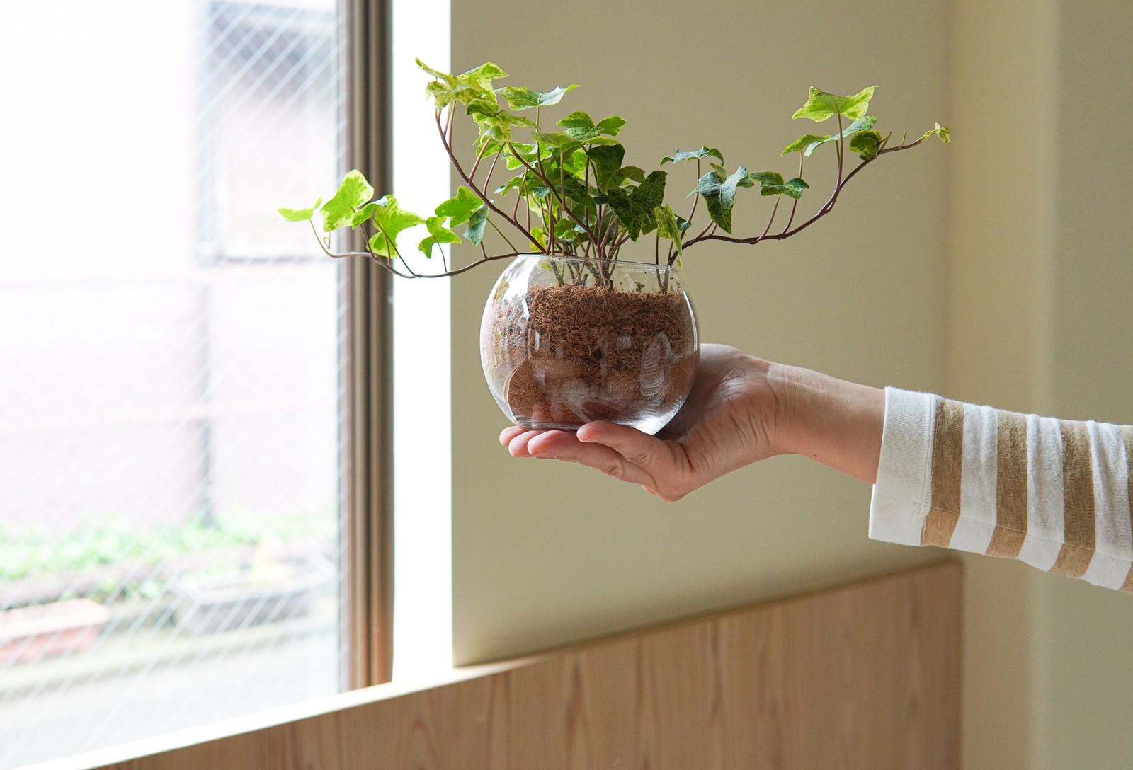 手のひらサイズの愛らしいグリーン。窓辺やダクトレールに吊るしてお部屋に彩りを。