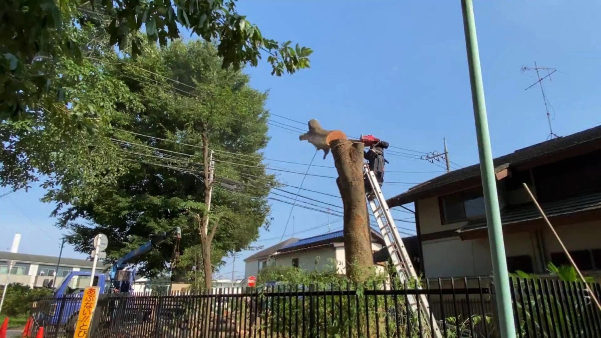 1.伐採樹木の活用 | 市内の公園で伐採された広葉樹を新木場で製材、 乾燥までの処理を行いました。
