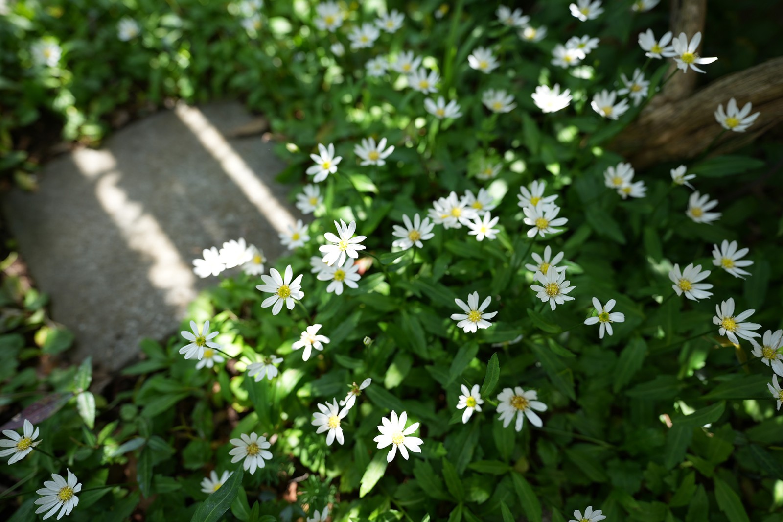 新緑の庭では美しい木々の緑や草花が眺められます。