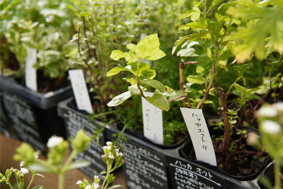 八ヶ岳の湧水で育てられる無農薬のハーブ苗です