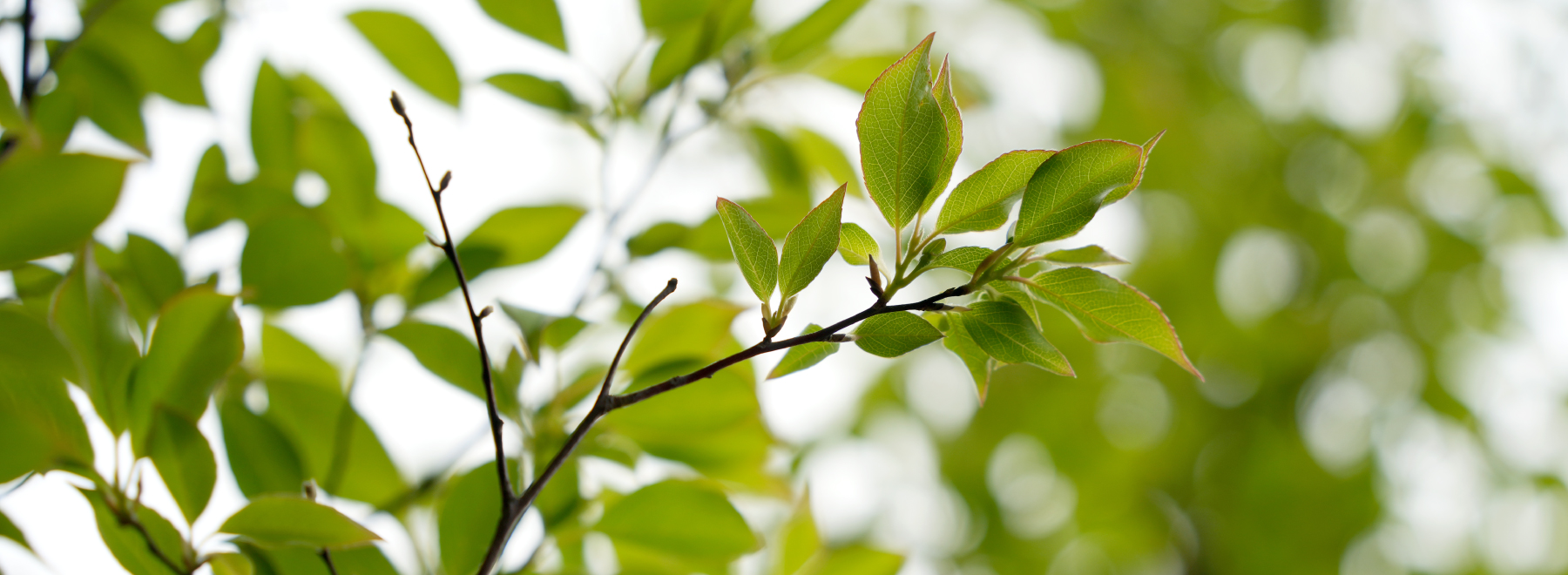 庭守りプロジェクト