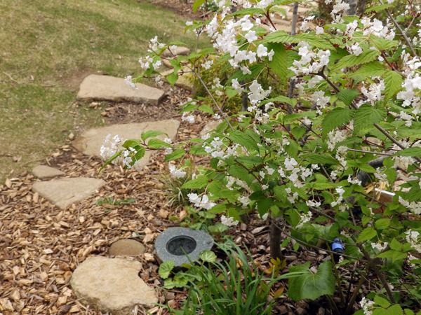 つむじのオトコヨウゾメ