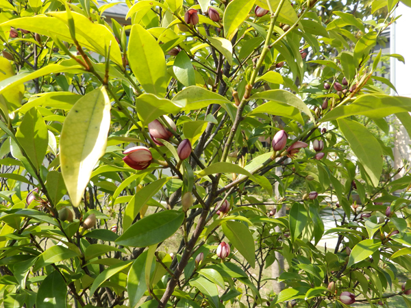 つむじのカラタネオガタマ・ポートワイン