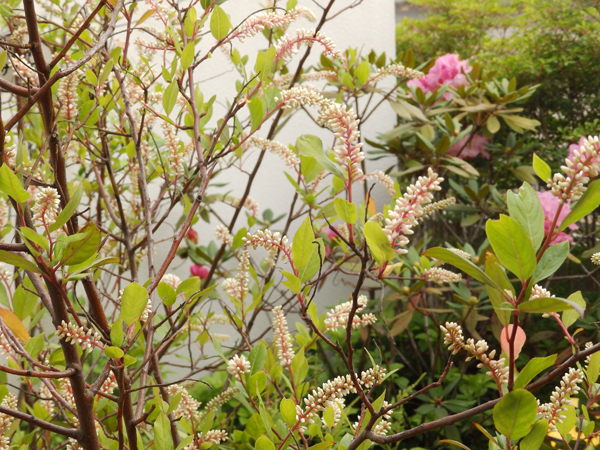 つむじのコバノズイナ