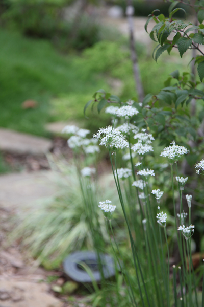 ニラの花