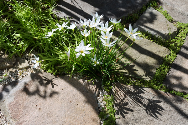 つむじのタマスダレ