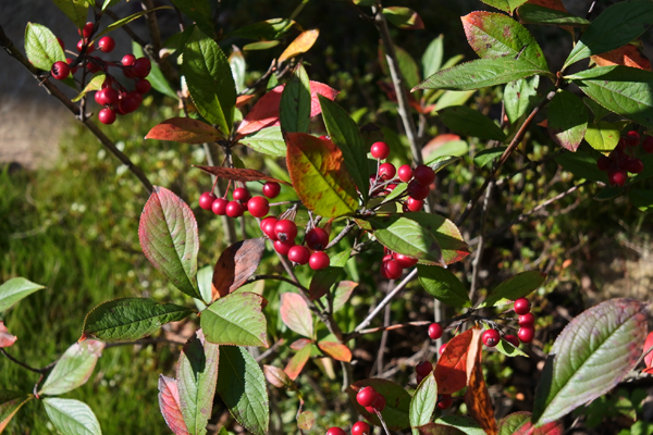 アロニア（セイヨウカマツカ）