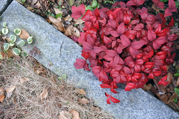 オタフクナンテン