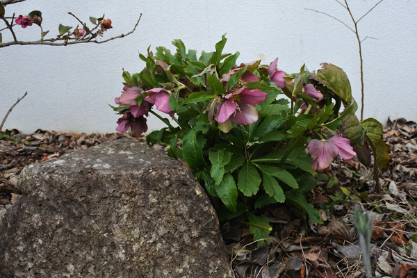 クリスマスローズ