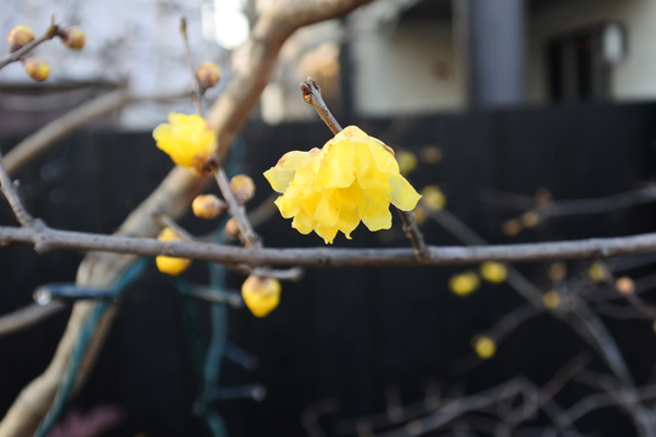 ソシンロウバイ