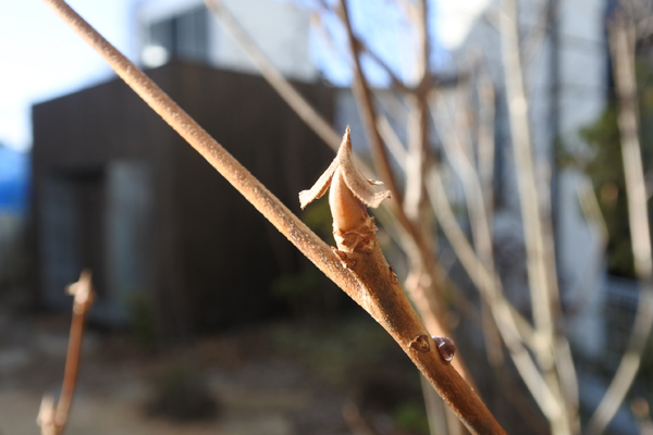 リョウブの冬芽