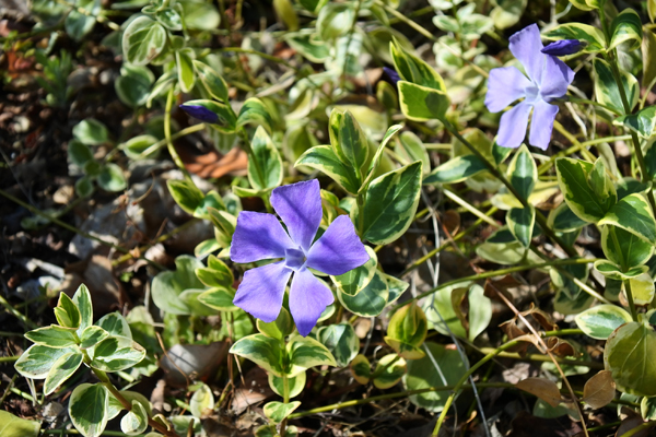 ツルニチニチソウ